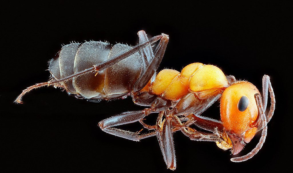 Ant Control service in Brea, CA