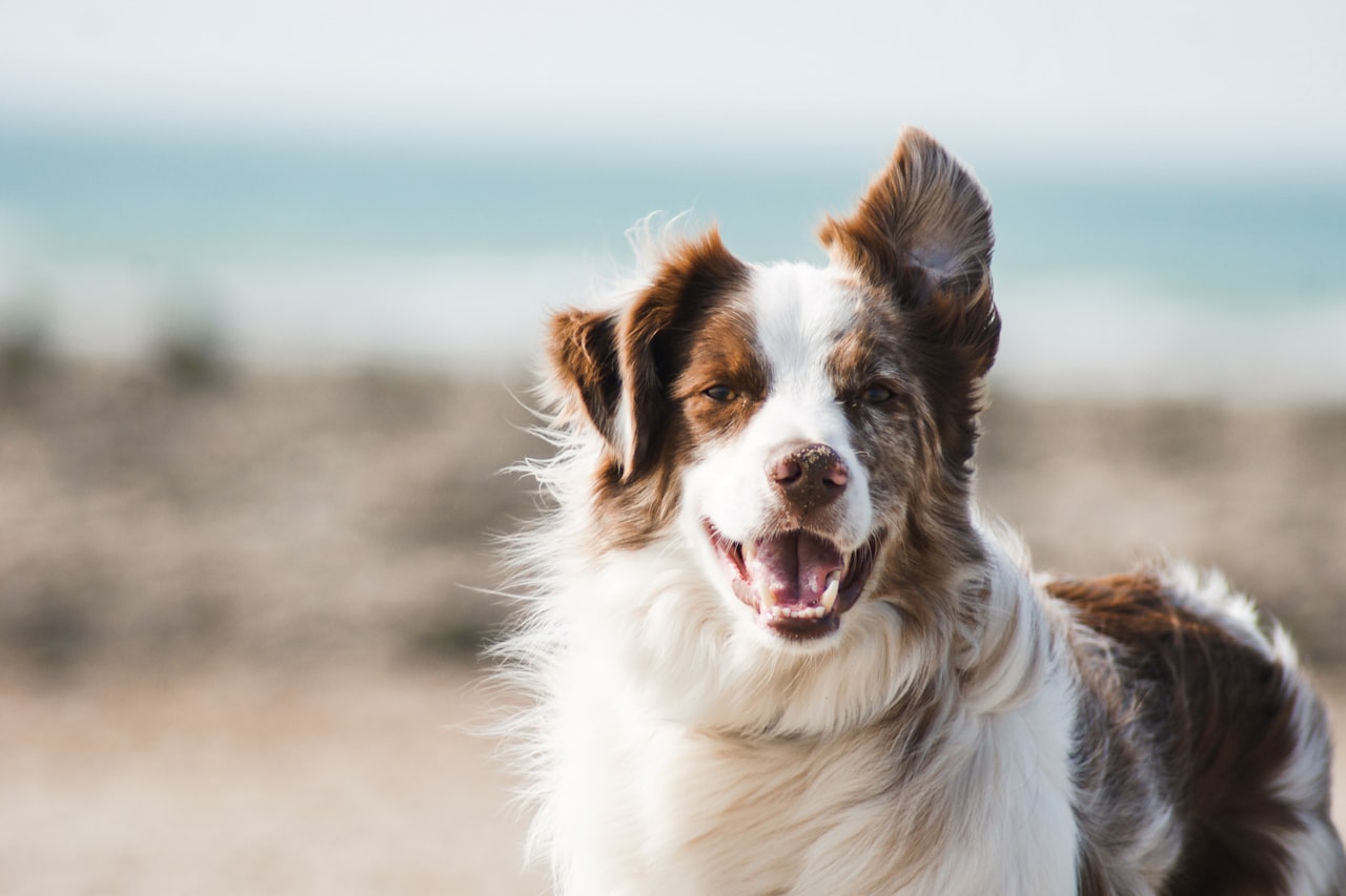 Flea & Tick Control service in Brea, CA