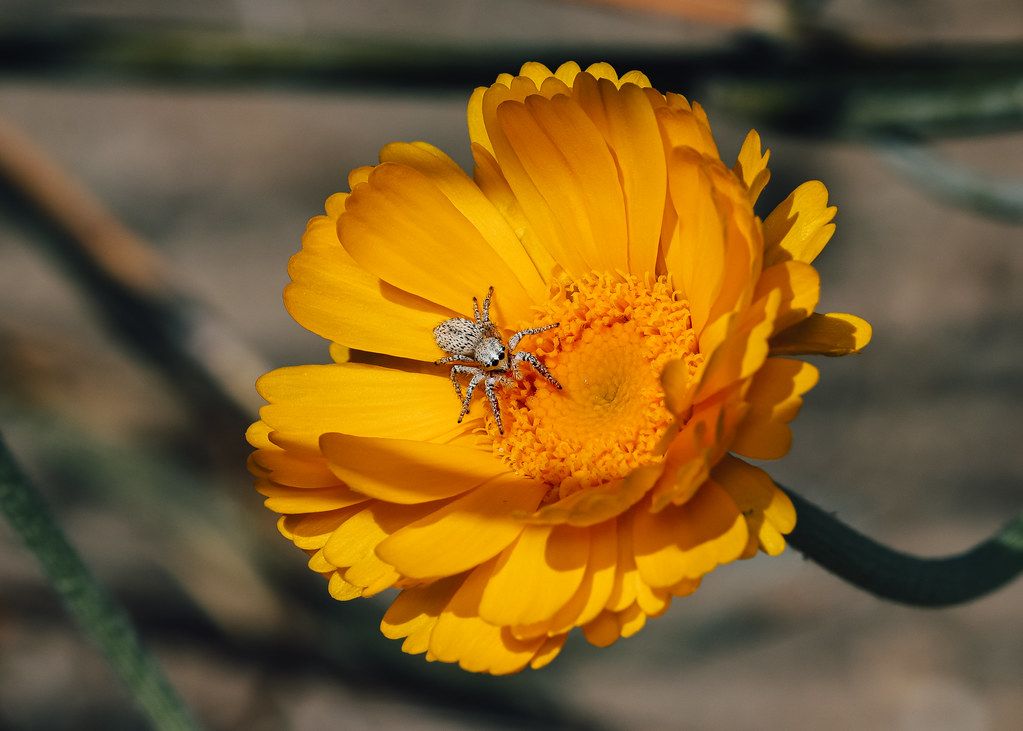Spider Control service in Brea, CA